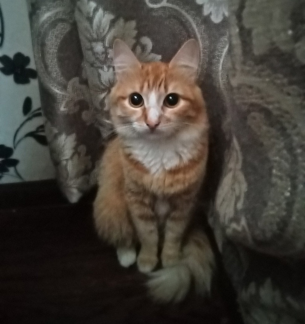 Выброшенная в Котельничском районе кошка обрела дом