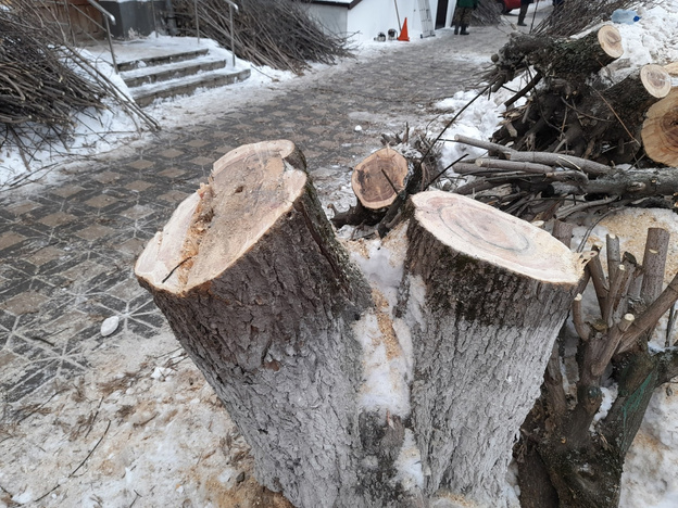 На улице Володарского в Кирове прошла санитарная обрезка деревьев