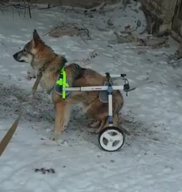 Волонтёры из Вятских Полян помогают собаке с обездвиженными задними лапами