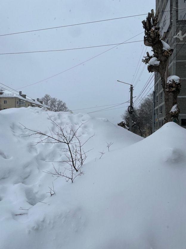 В Кирове подрядчик завалил снегом кустарники и испортил их