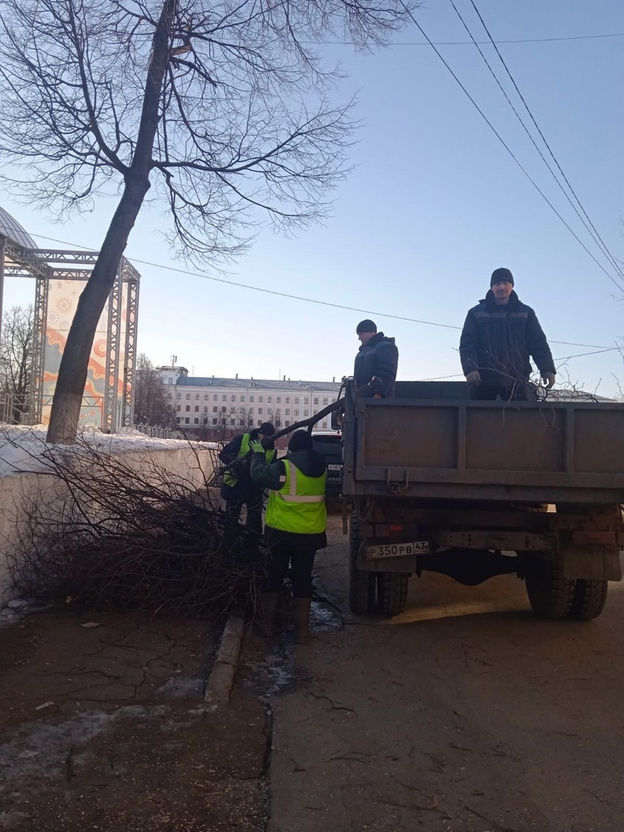 За неделю на кировских улицах стало меньше деревьев