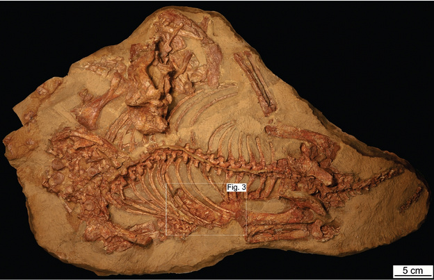 Ученые нашли подтверждение, чем питался древний «вятский крокодил»