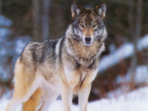 В Подосиновском районе организовали облавную охоту на стаю волков