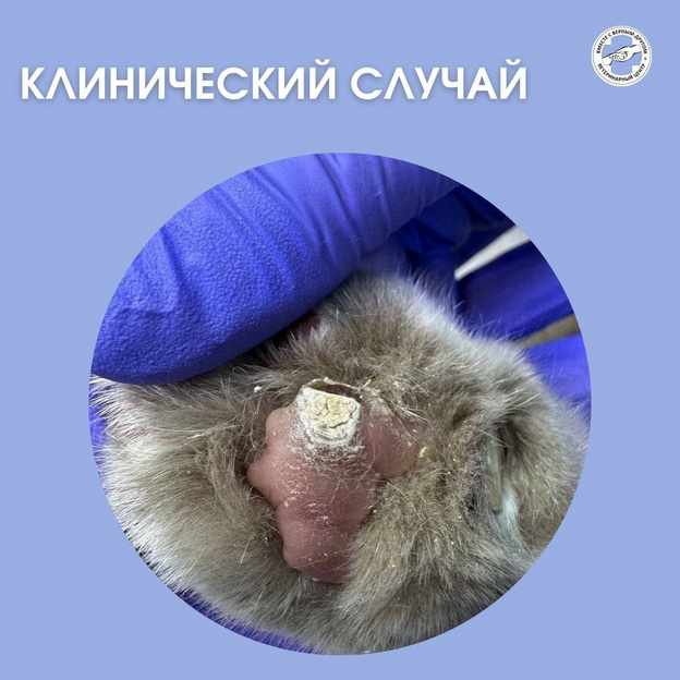 Кировские ветеринары удалили коту кожный рог на лапе