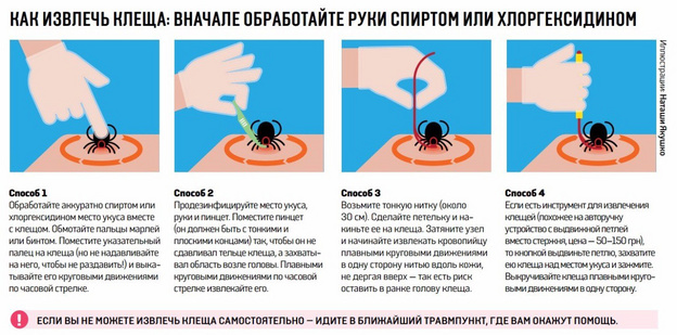 Сезон клещей в Кировской области: почему кровососы так опасны и как от них защититься