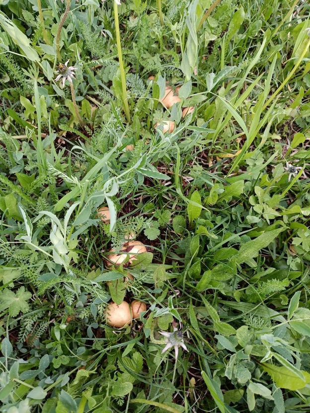 В лесах Кировской области появились первые маслята и подберёзовики