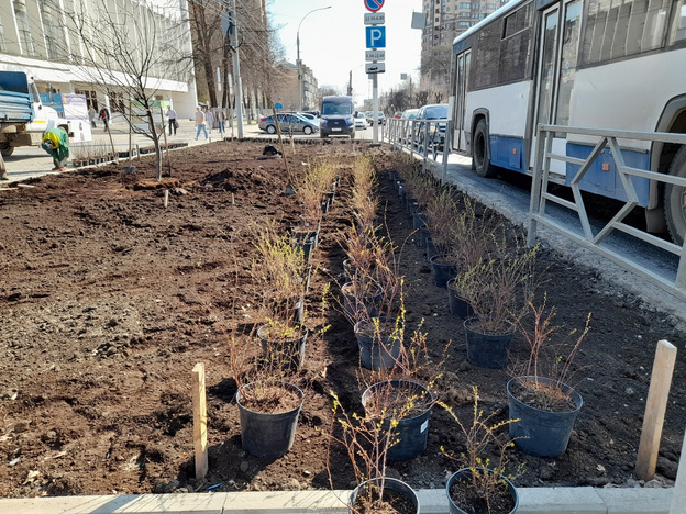 Напротив здания администрации Кирова высаживают кустарники