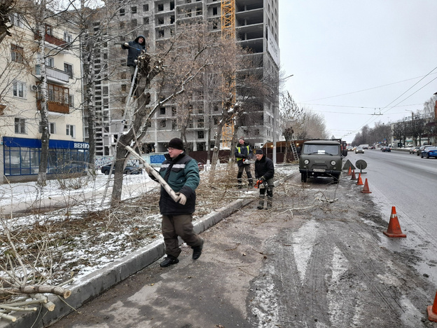 В отделе зелёного строительства Кирова поделились планами по обрезке деревьев