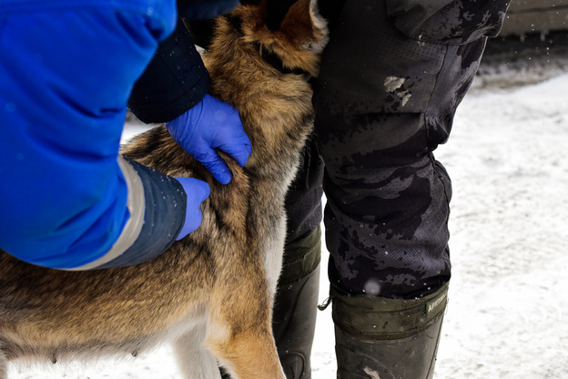 В Кирове стартовала ежегодная вакцинация домашних животных от бешенства (ФОТО)
