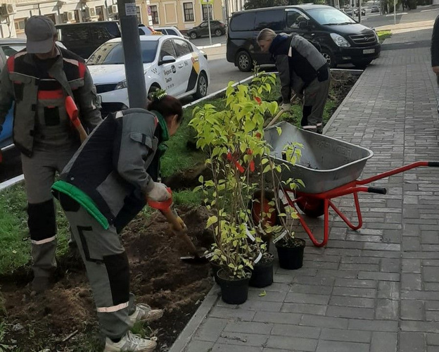 В Кирове высаживают деревья