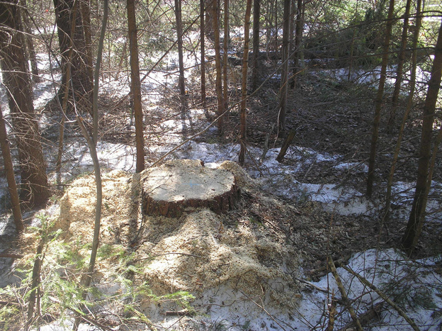 У полигона в Осинцах в зелёной зоне вырубили лес на 6 млн рублей