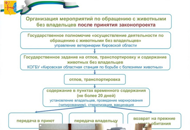 «Пытаемся выдержать баланс». Депутатам рассказали о причинах появления в Кировской области законопроекта об обращении с животными