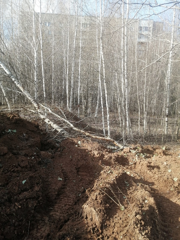 Кировчане жалуются на снос деревьев на территории КВАТУ