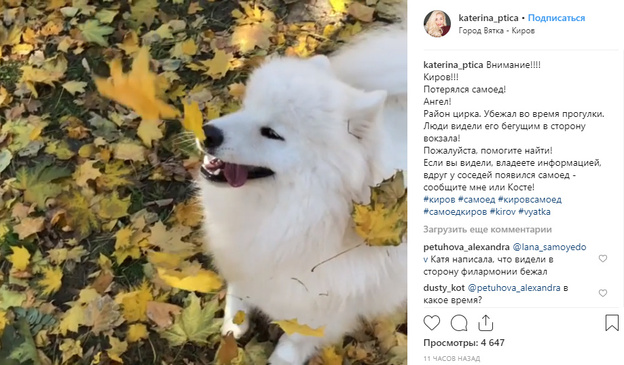 Цирковой пёс Екатерины Запашной потерялся в Кирове