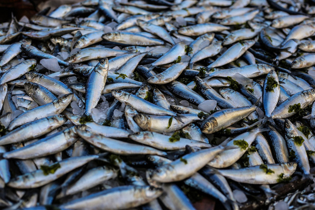 В Кировской области хотят создать ассоциацию рыбоводческих хозяйств