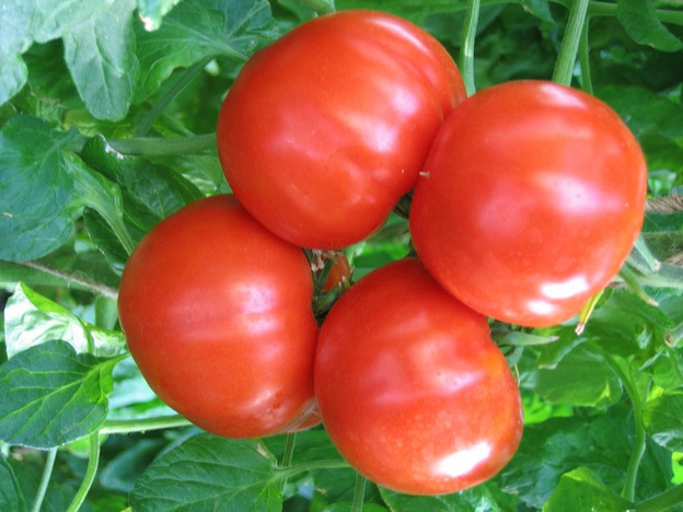 Как выбрать томаты для приготовления домашнего сока?