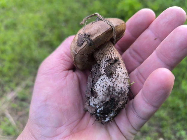 В лесах Кировской области появились первые маслята и подберёзовики