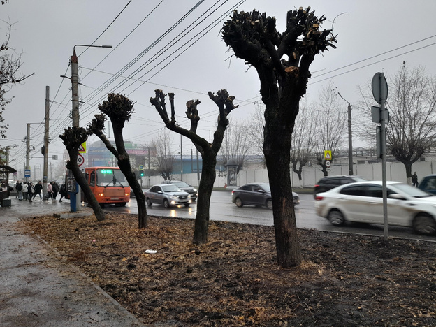 В отделе зелёного строительства Кирова поделились планами по обрезке деревьев