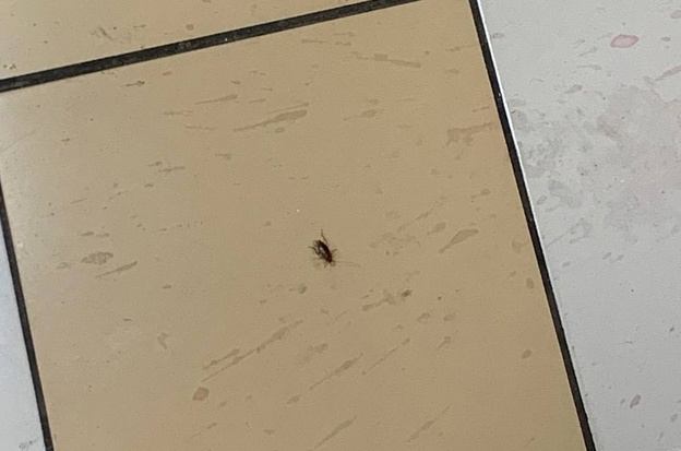 В столовой кировской школы вновь увидели тараканов