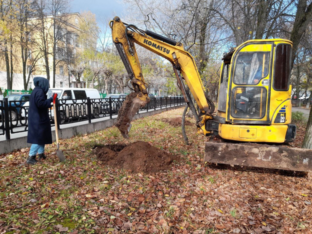 На Октябрьском проспекте высаживают рябины