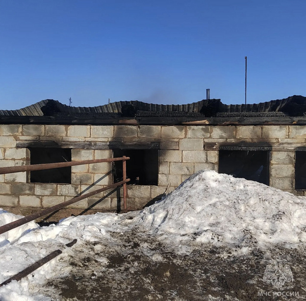 Спасатели вывели 180 коров из горящей фермы под Кировом