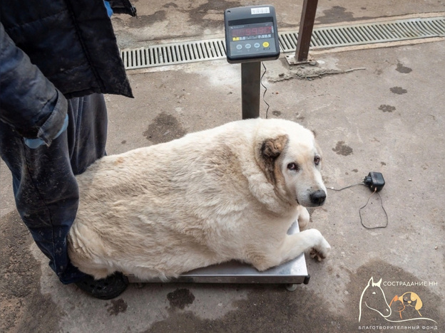 В Нижнем Новгороде нашли пса, который весит 100 кг