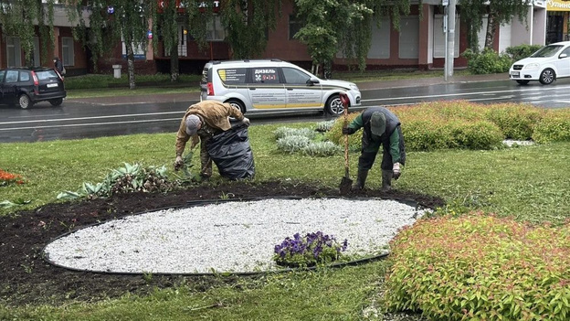 В Кирове до 12 июня высадят больше 34 тысяч цветов