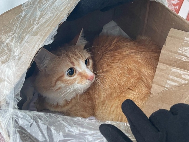 Выброшенная в Котельничском районе кошка обрела дом