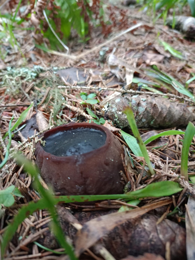 Уникальная находка: краснокнижный «ведьмин котёл» обнаружили в лесах Кировской области