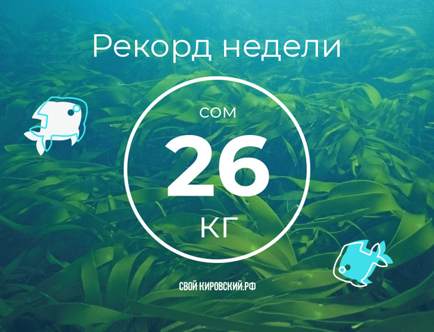 Бешеный клёв в Истобенске и 26-килограммовый сом. Еженедельный отчёт с кировских водоёмов
