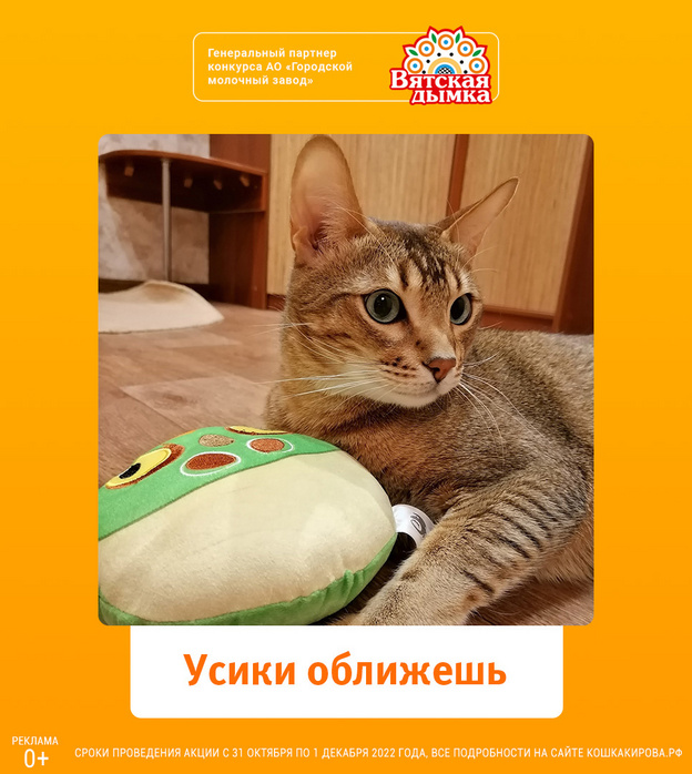 Пушистые и пятнистые: в проекте «Главная кошка города» определили новых призёров недели