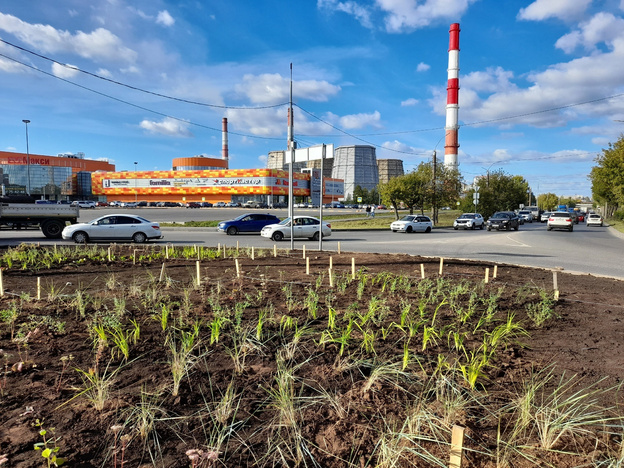 На круговой развязке улицы Луганской высадили многолетние растения