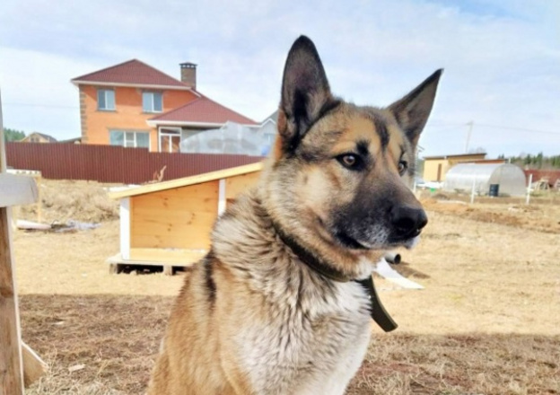 Пёс, который спас двух жителей Кирово-Чепецкого района, номинирован на международную премию