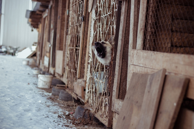 Собачья жизнь: какие законы защищают бездомных животных в Кировской области?