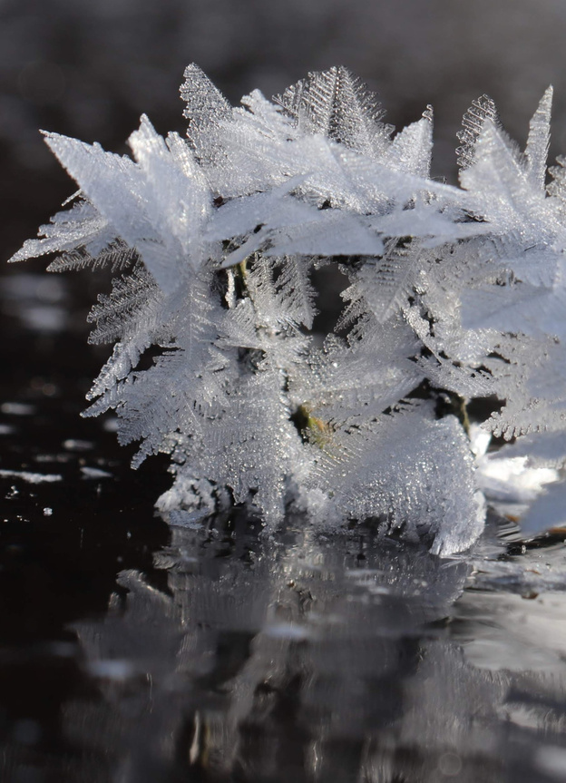 На кировских водоёмах появились ледяные цветы