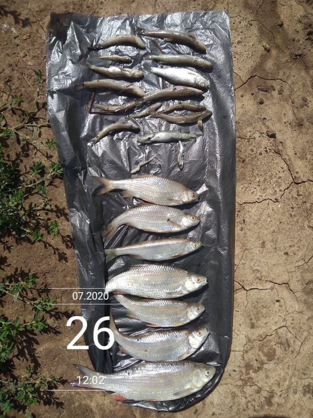 Ферму в Кировской области заподозрили в массовой гибели рыбы