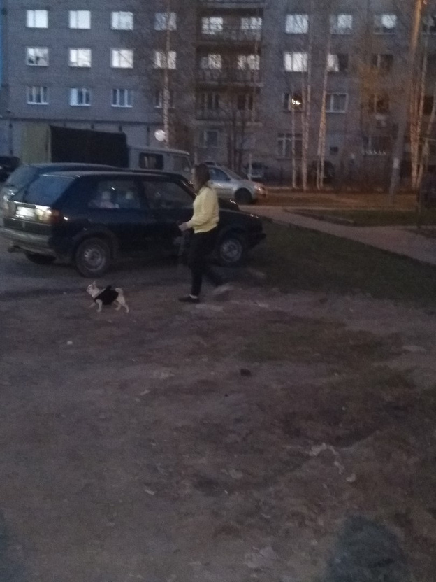 В подвале жилого дома в Нововятске коммунальщики замуровали несколько кошек