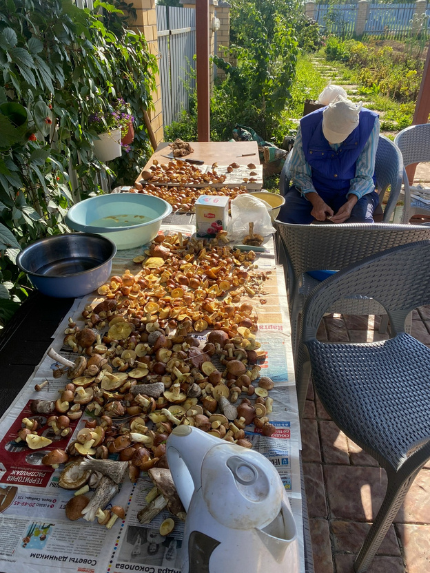 Белые, грузди и зонтики. Какие грибы собирают в Кировской области в августе?