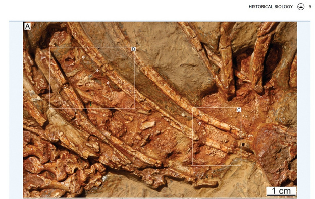 Ученые нашли подтверждение, чем питался древний «вятский крокодил»