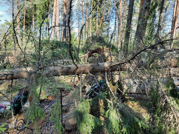 В Кировской области ураган повалил деревья и выбил окна
