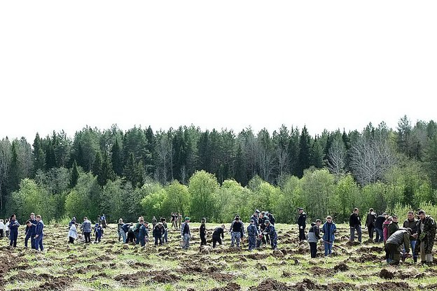 В Кирове на территории лесничества высадили более 5 тысяч сосен