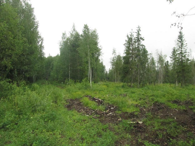 В Яранском районе неизвестные вырубили лес на 230 тысяч рублей