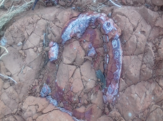Сотрудник МЧС во время рыбалки в Котельниче обнаружил останки парейазавра