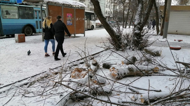 На Воровского у остановки дерево упало на женщину