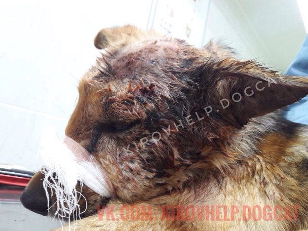В Мурашинском районе пса расстреляли из дробовика. Он выжил и ищет новый дом