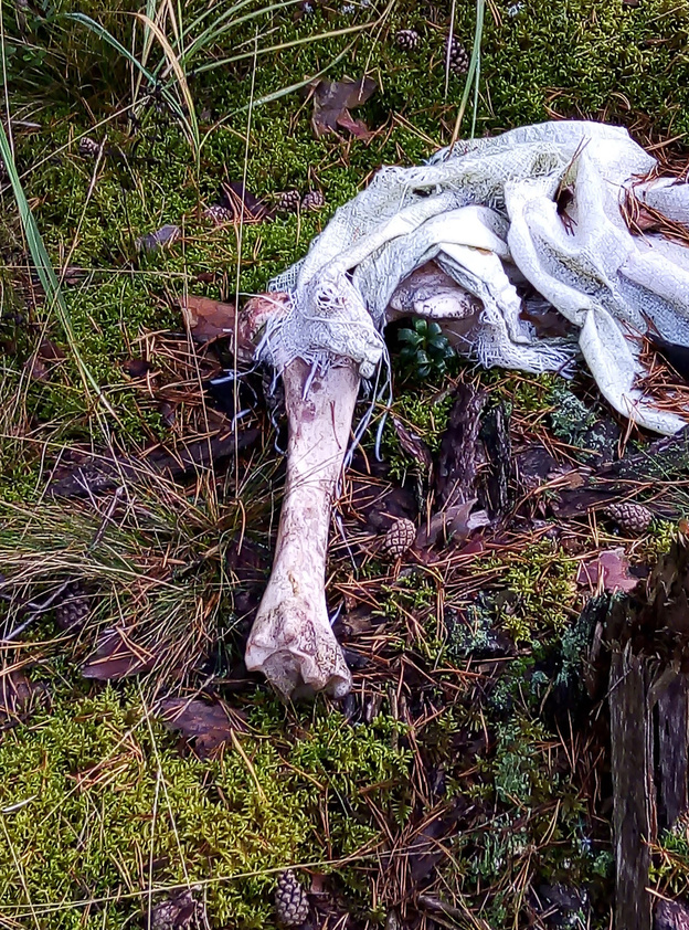 В лесу под Кировом грибники нашли огромную кучу мешков с костями животных
