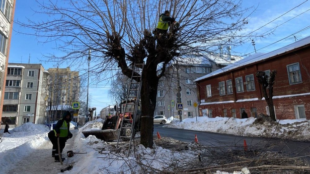 На улицах Кирова обрезали 2 тысячи деревьев