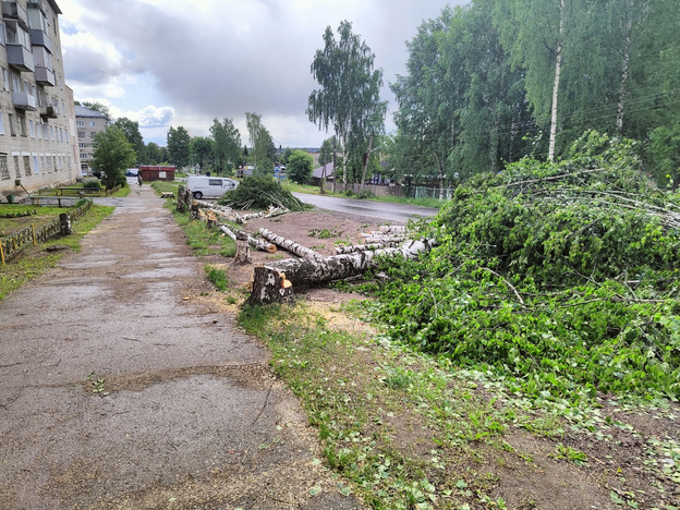Жители Омутнинска возмущены вырубкой берёз на улице Свободы