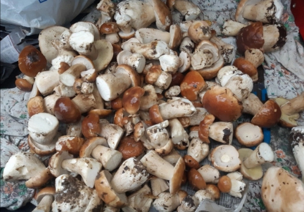 Кировчане хвастаются в соцсетях корзинами грибов