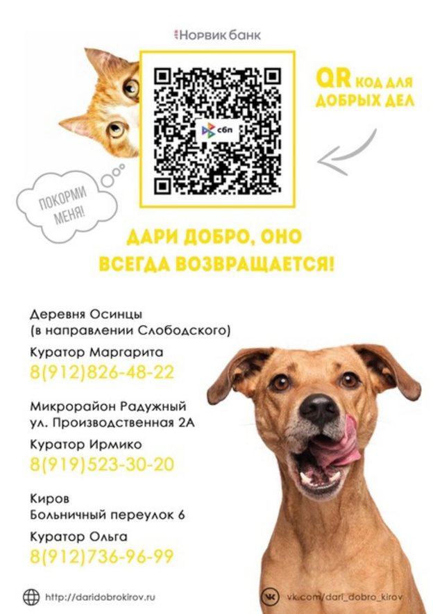 Кировские волонтёры ищут дом для 700 бездомных животных